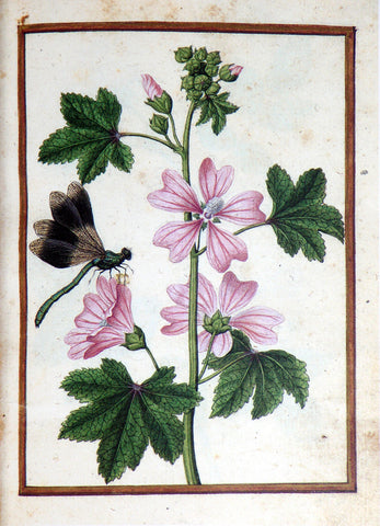 Jacques le Moyne de Morgues (French, ca. 1533-1588), Common Mallow and damselfly