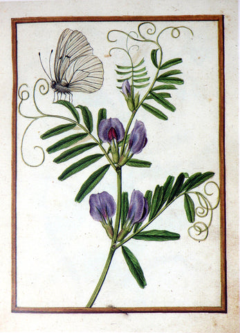 Jacques le Moyne de Morgues (French, ca. 1533-1588), Common vetch and Black-veined butterfly