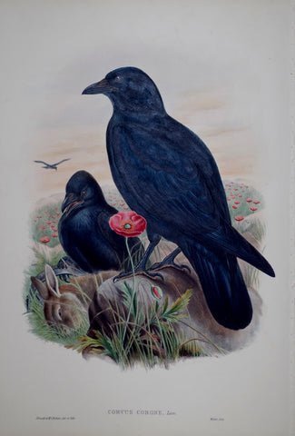 John Gould (1804-1881), Corvus Corone