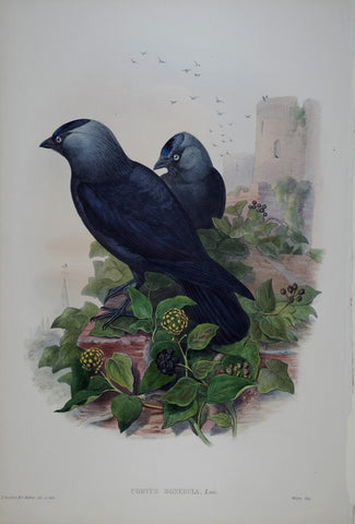 John Gould (1804-1881), Corvus Monedula