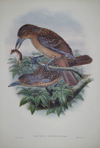 John Gould (1804-1881), Cracticus Rufescens