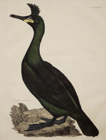 Prideaux John Selby (1788-1867), Crested Cormorant Plt LXXXVI