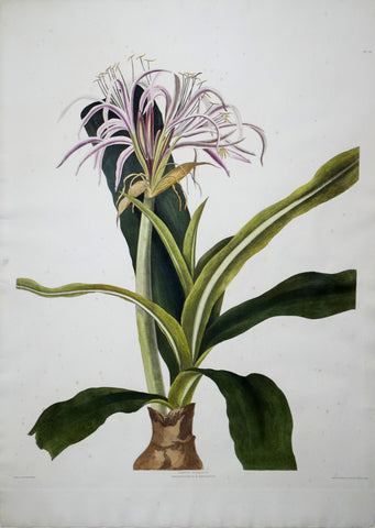 Priscilla Susan Bury (1799-1872), Crinum Hybridum Pedunculatim, Zeylanicum 30