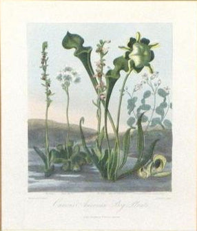 Robert John Thornton (1768-1837), Curious American Bog Plants