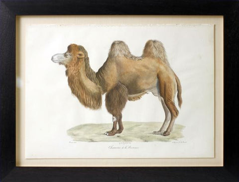 Frederic Cuvier (1769-1832) & Geoffroy Saint-Hilaire (1772-1844), Chameau de la Bactriane, Camel