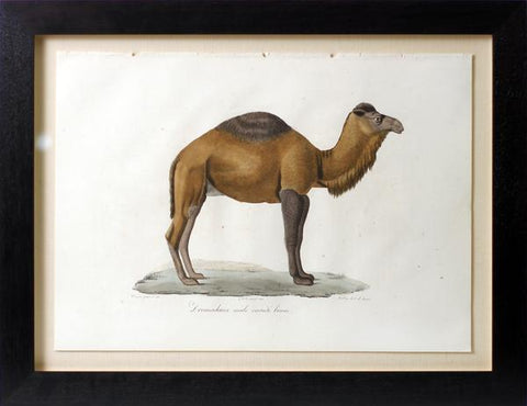 Frederic Cuvier (1769-1832) & Geoffroy Saint-Hilaire (1772-1844), Dromadaire male variete brune, Camel