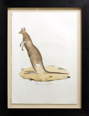 Frederic Cuvier (1769-1832) & Geoffroy Saint-Hilaire (1772-1844), Kangaroo geant, femelle