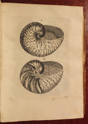Filippo Bonanni (1638-1725), Recreatio mentis et oculi in observatione animalium testaceorum.