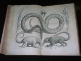 Albertus Seba (1665-1736), Locupletissimi Rerum Naturalium Thesauri Accurata Descriptio et Iconibus Artificiosissimis Expressio, Per Universam Physices Historiam