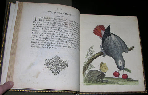 Eleazar Albin (FL.1708-1742), A Natural History of Birds... by... Albin... carefully colour'd by his Daughter and Self
