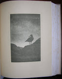 William Leon Dawson (1873-1928), The Birds of California.