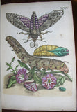 Maria Sibylla Merian (1647-1717) Dorothea Maria Henriette (1678-1745),  Erucarum ortus, alimentum et paradoxa metamorphosis