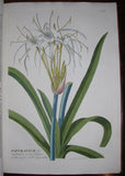 Christoph Jakob Trew (1695-1769) - Georg Ehret(1708-1770), Plantae selectae quarum imagines...pinxit Georgius Dionysius Ehret
