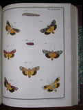 Jacques-Louis-Florentin Engramelle (1734 – 1814), Papillons d'Europe, Peints d'apres Nature