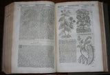 John Parkinson (1576-1650), Theatrum Botanicum, The Theater of Plants