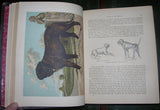 Vero Kemball Shaw, The Illustrated Book of the Dog