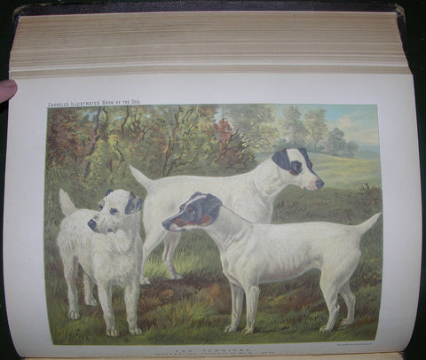Vero Kemball Shaw, The Illustrated Book of the Dog