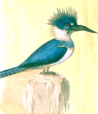 Thomas Davies (American, 1737-1812), Kingfisher