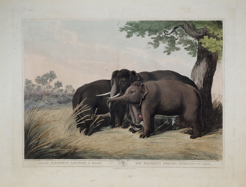Thomas Williamson (1758-1817) and Samuel Howitt (1765-1822), Decoy Elephants Catching a Male