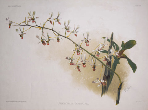 Henry Frederick Conrad Sander (1847-1920), Dendrobium Imperatrix