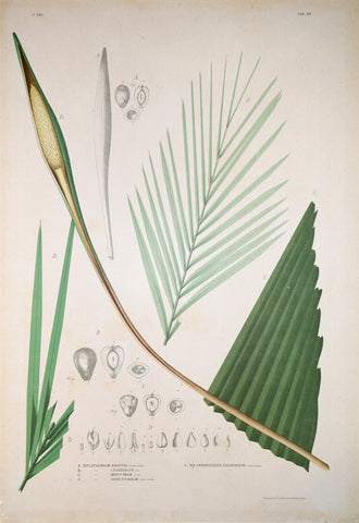 João Barbosa Rodrigues (1842-1909), Diplothemium Anisitsii