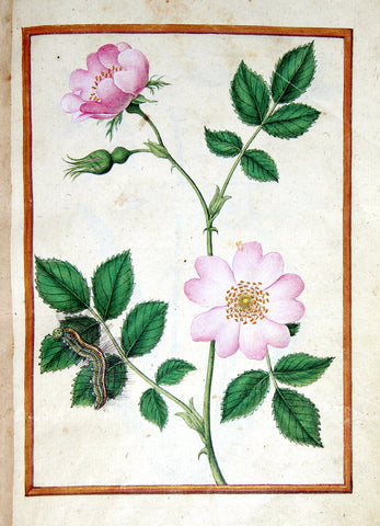 Jacques le Moyne de Morgues (French, ca. 1533-1588), Dog Rose and caterpillar
