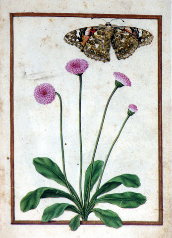 Jacques le Moyne de Morgues (French, ca. 1533-1588), Double Daisy and Painted Lady butterfly