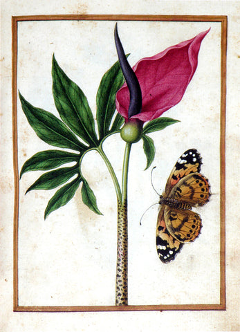 Jacques le Moyne de Morgues (French, ca. 1533-1588), Dragon arum and Tortoiseshell butterfly