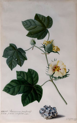 Georg Dionysius Ehret (German, 1708-1770), Xylon Americanum praestantis linum femine virescente. Lioen [American Cotton/Georgia Green Seed Cotton]
