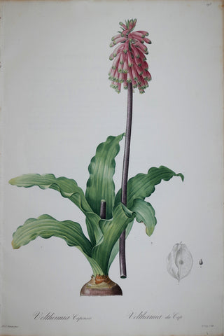 Pierre Joseph Redouté (1759-1840), Eastern Cape Veltheimia, Plate 193