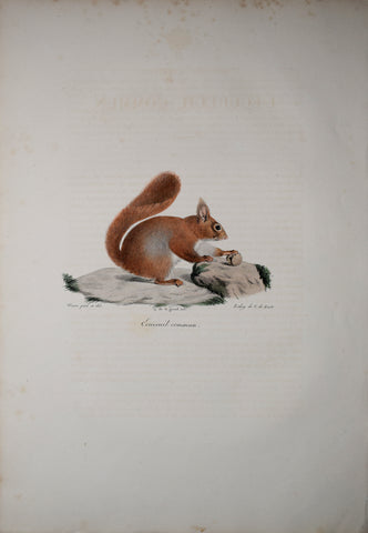 Frederic Cuvier (1769-1832) & Geoffroy Saint-Hilaire (1772-1844), Ecureuil commun - Common Squirrel
