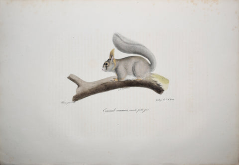 Frederic Cuvier (1769-1832) & Geoffroy Saint-Hilaire (1772-1844), Ecureuil commun variete petit gris - Common Grey Squirrel