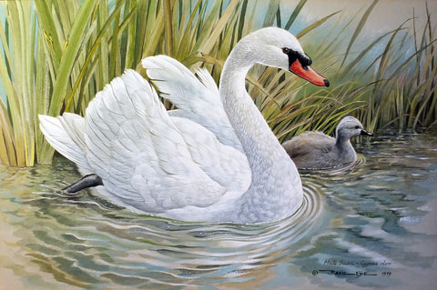Basil Ede (British, 1931-2016), Mute Swan (Cygnus Olor)