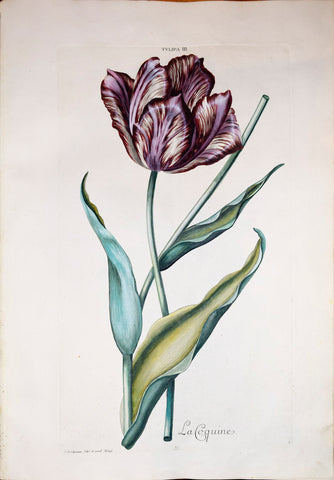 Christoph Jakob Trew (1695-1769), Georg Ehret (1708-1770), Tulipa III, La Coquine, 11 [Tulip]