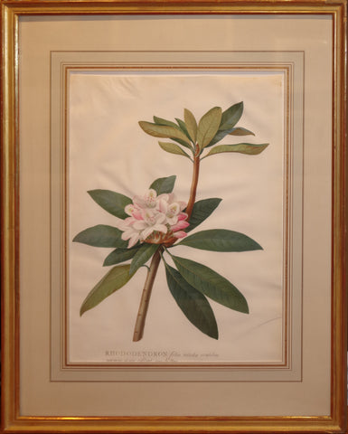 Georg Dionysius Ehret (German, 1708-1770), “Rhododendron”