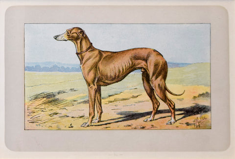 P. Mahler & J.B. Samat, English Greyhound