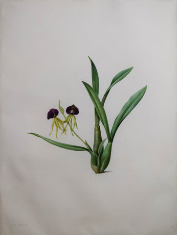 Pierre-Joseph Redouté (Belgian, 1759-1840), “Larger Yellow Ladyslipper” Ependendrum cochleatum