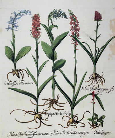 Basilius Besler (1561-1629), Epipactis latifolia