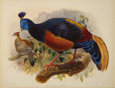 Daniel Giraud Elliot (1835-1915), Euplocamus Nobilis