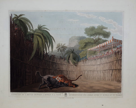 Thomas Williamson (1758-1817) and Samuel Howitt (1765-1822), Exhibition of a Battle between a Buffalo & a Tiger