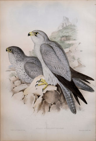 John Gould (1804-1881), Falco Hypoleucus