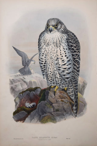 John Gould (1804-1881),  Falco Islandus, "Iceland Falcon"