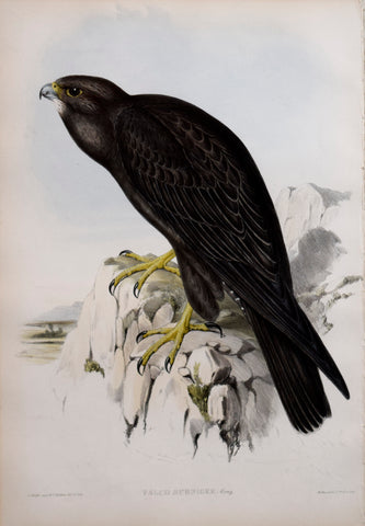 John Gould (1804-1881), Falco Subniger