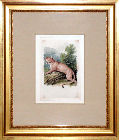 Samuel Howitt (British, 1765-1822) Felis Cougar