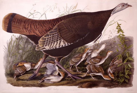 JOHN JAMES AUDUBON (1785-1851), Wild Turkey, Female and Young, PL. VI