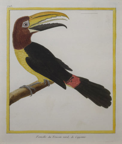 Francois Nicolas Martinet ( b. 1731), Femelle du Toucan verd de Cayenne Pl 728