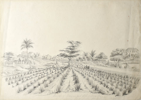 British School, mid-19th century, "Fields of Mango and Silk Cotton Tree Near Bridgetown Barbados 1840"
