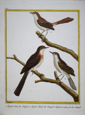 Francois Nicolas Martinet ( b. 1731), Figuier brun, du Senegal Pl 584