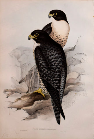 John Gould (1804-1881), Falco Melanogenys