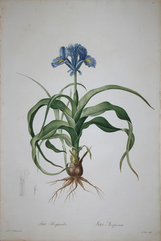 Pierre Joseph Redouté (1759-1840), Flat Leaved Iris, Plate 211